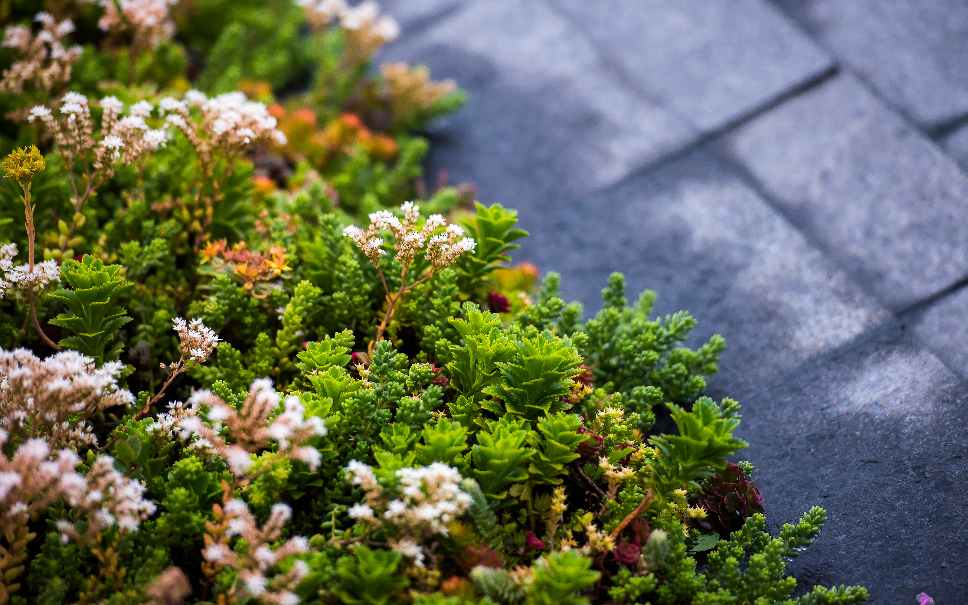 Pathway and Sedum plants